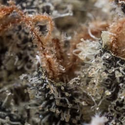 Larry Cake cannabis strain