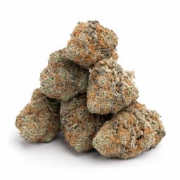 Las Vegas Purple Kush cannabis strain