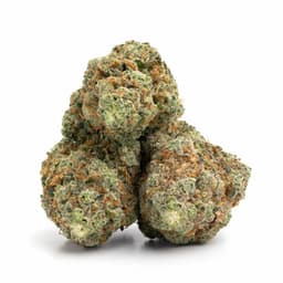 Last OG cannabis strain