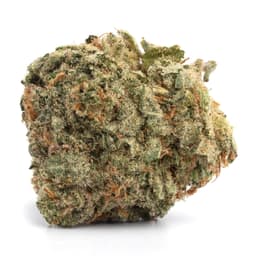 Latin Nights cannabis strain