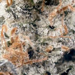 Lazer Fuel cannabis strain