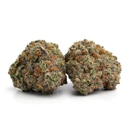 Montana Silvertip cannabis strain
