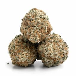 Lemon Burst cannabis strain