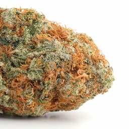 Lemon Cake OG cannabis strain