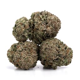 Lemon Drip cannabis strain