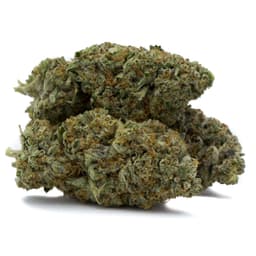 Lemon Drop Cookies cannabis strain