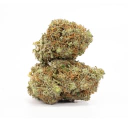Lemon Fire Kush cannabis strain