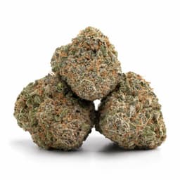 Lemon Hash Diesel cannabis strain