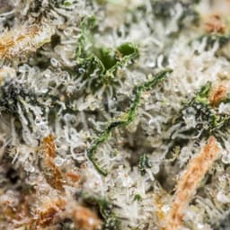 Lemon Jack cannabis strain