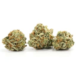 Lemon Larry OG cannabis strain