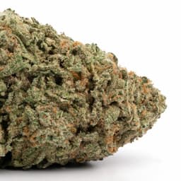 Lemon Margy #6 cannabis strain