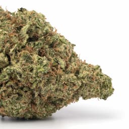 Lemon OG Haze cannabis strain