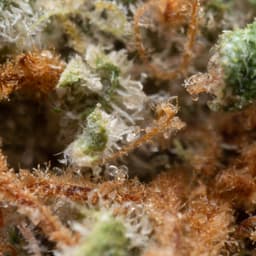 Lemon OG cannabis strain