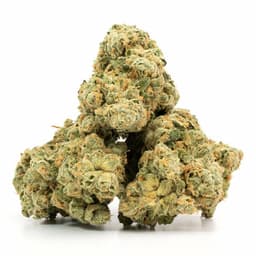 Lemon Royale cannabis strain