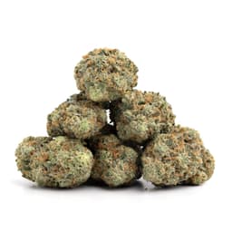 Lemon Snow Cone cannabis strain