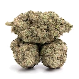 Lemon Tart cannabis strain