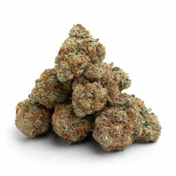 Lemon Tree cannabis strain