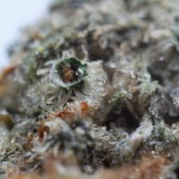 Lemonade Dream cannabis strain