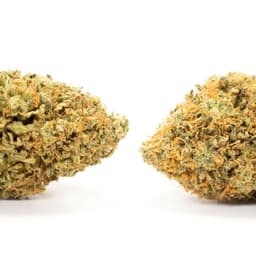 Lemonade cannabis strain