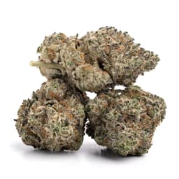 Lemonchello 10 cannabis strain