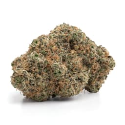 Licorice Orange Crush cannabis strain