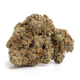 Lost Coast OG cannabis strain