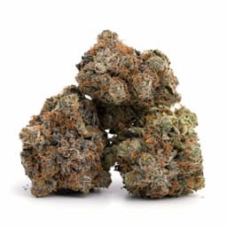Loud Cake cannabis strain