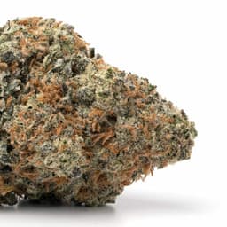 Mai Tai x Z Cake cannabis strain