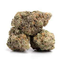 Mako Haze cannabis strain