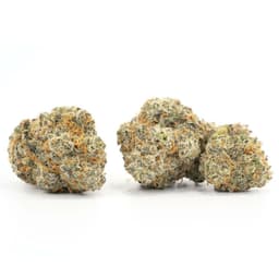 Malawi Gold cannabis strain