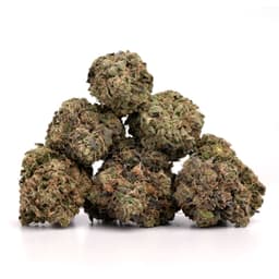 Master Jedi cannabis strain