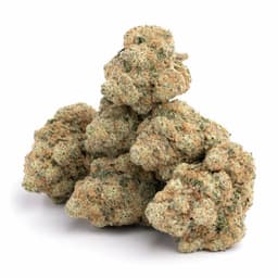 Mendo Purple Urkle cannabis strain
