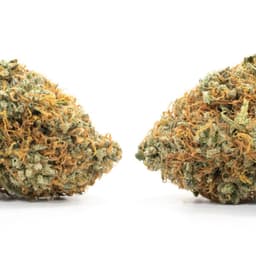 Mendodawg cannabis strain