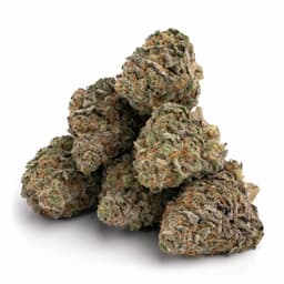 Micky Kush cannabis strain