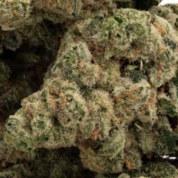 Misty Kush cannabis strain