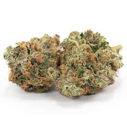 Yogi Diesel cannabis strain