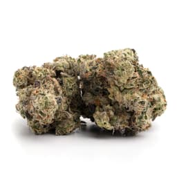 Morning Star cannabis strain