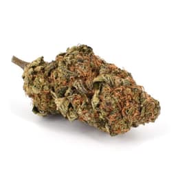 Mountain Lemon cannabis strain