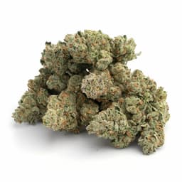 Mountain Orange cannabis strain