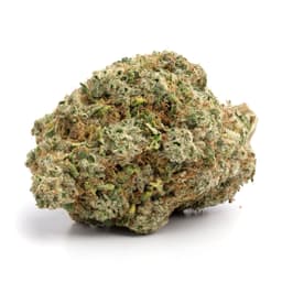 Nepali OG cannabis strain