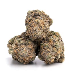 Neptune Kush cannabis strain