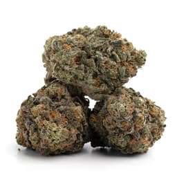 Neptune OG cannabis strain