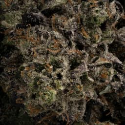 Nevilles Dawg II cannabis strain