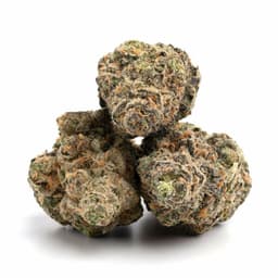 New York Cheesecake cannabis strain