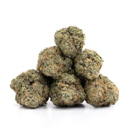 Next Level OG cannabis strain