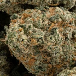OG #3 cannabis strain