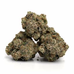 OG Bubba cannabis strain
