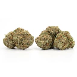 OG Diesel Kush cannabis strain