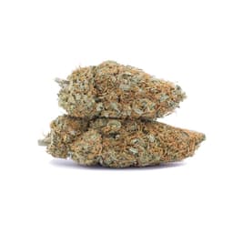 OG Glue cannabis strain