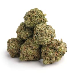 OG Kush Breath cannabis strain